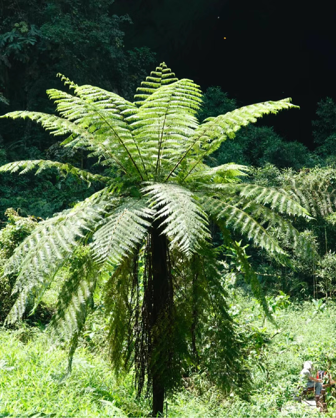 桫椤
